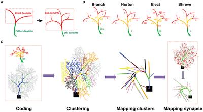 Coding Capacity of Purkinje Cells With Different Schemes of Morphological Reduction